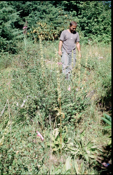 frasera-umpquaensis -usa-C7D6CA5A-4B6D-11DC-8D9F-000A95CA2156.jpg